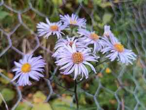 Pyrenean aster(Aster pyrenaeus)