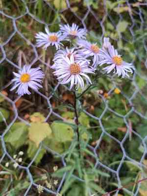 Pyrenean aster(Aster pyrenaeus)