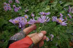 Tatarian aster(Aster tataricus)