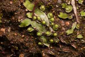 Asterella bolanderi(Asterella bolanderi)