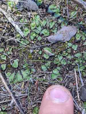 Asterella bolanderi(Asterella bolanderi)