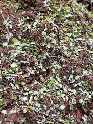 Asterella bolanderi(Asterella bolanderi)