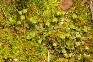 Asterella bolanderi(Asterella bolanderi)