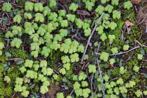 California perianth liverwort(Asterella californica)