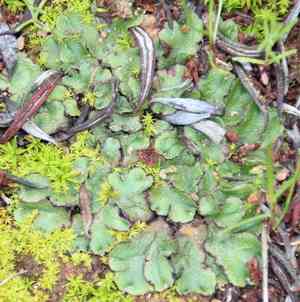 California perianth liverwort(Asterella californica)