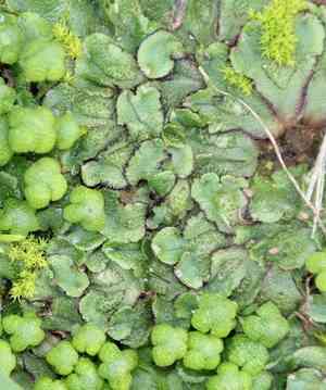 California perianth liverwort(Asterella californica)