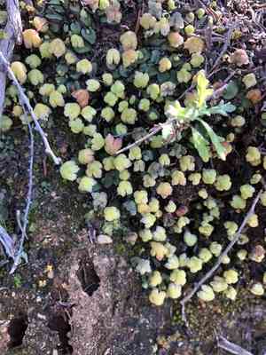 California perianth liverwort(Asterella californica)