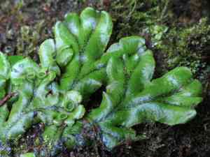 Asterella (Asterella)(Asterella)