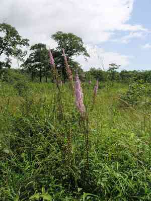 Chinese astilbe(Astilbe chinensis)
