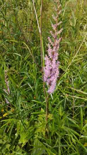 Chinese astilbe(Astilbe chinensis)