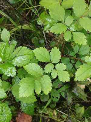 Chinese astilbe(Astilbe chinensis)