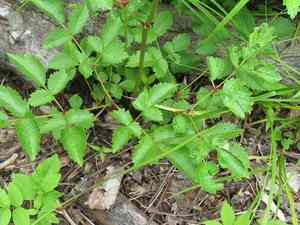Chinese astilbe(Astilbe chinensis)