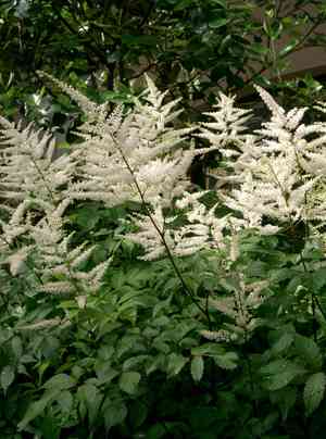 False buck's beard(Astilbe japonica)