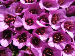 False buck's beard(Astilbe japonica)