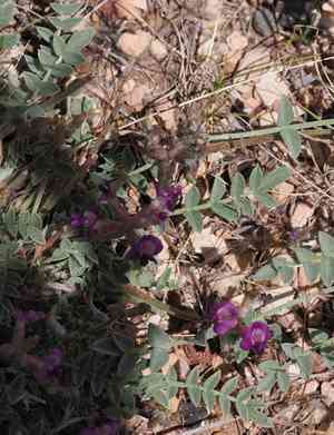 Crescent milkvetch(Astragalus amphioxys)