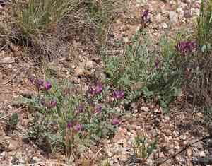 Crescent milkvetch(Astragalus amphioxys)