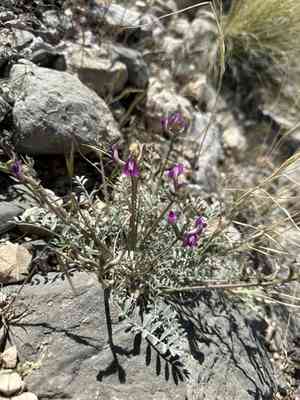 Crescent milkvetch(Astragalus amphioxys)