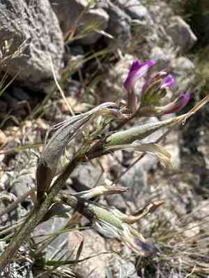 Crescent milkvetch(Astragalus amphioxys)