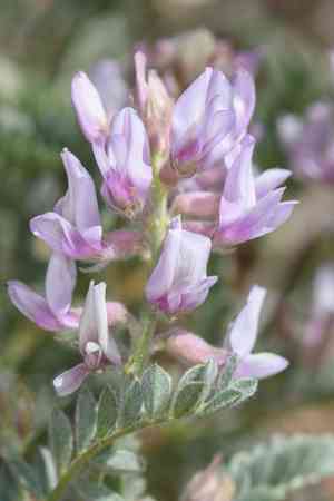 Anderson's milkvetch(Astragalus andersonii)