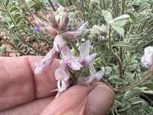 Anderson's milkvetch(Astragalus andersonii)