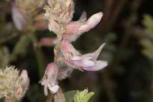 Anderson's milkvetch(Astragalus andersonii)