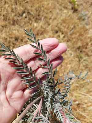 San joaquin milkvetch(Astragalus asymmetricus)