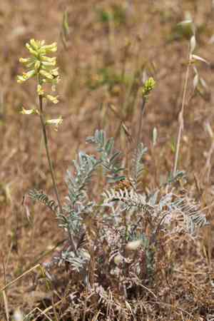 San joaquin milkvetch(Astragalus asymmetricus)