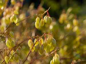 San joaquin milkvetch(Astragalus asymmetricus)