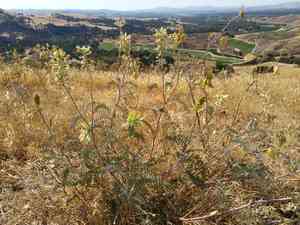 San joaquin milkvetch(Astragalus asymmetricus)