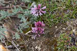 Indian milkvetch(Astragalus australis)