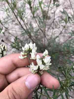 Indian milkvetch(Astragalus australis)