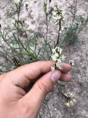 Indian milkvetch(Astragalus australis)