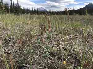 Indian milkvetch(Astragalus australis)