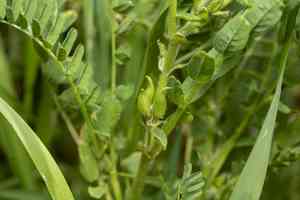 Swedish coffee(Astragalus boeticus)