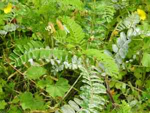 Swedish coffee(Astragalus boeticus)