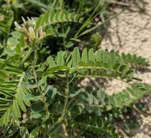 Swedish coffee(Astragalus boeticus)