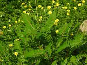 Swedish coffee(Astragalus boeticus)