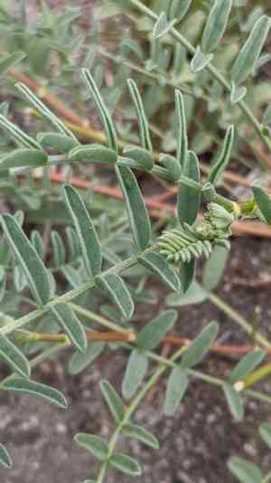 Bolander's milkvetch(Astragalus bolanderi)