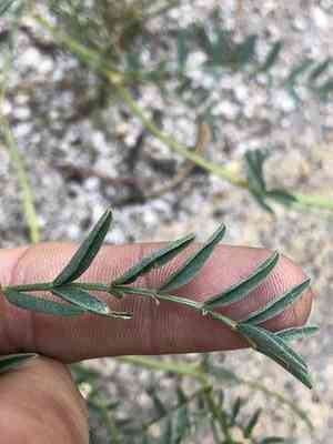 Bolander's milkvetch(Astragalus bolanderi)