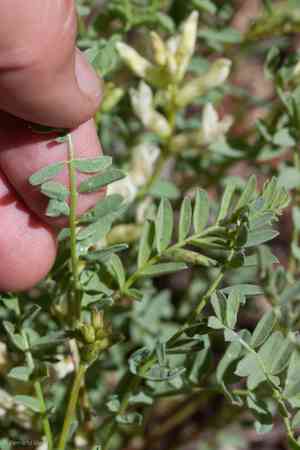 Bolander's milkvetch(Astragalus bolanderi)