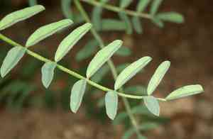 Bolander's milkvetch(Astragalus bolanderi)