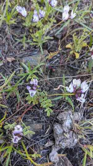 Brewer's milkvetch(Astragalus breweri)