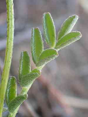 Brewer's milkvetch(Astragalus breweri)