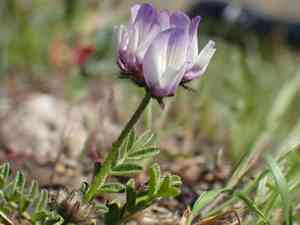 Brewer's milkvetch(Astragalus breweri)