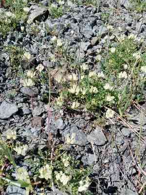 Brewer's milkvetch(Astragalus breweri)