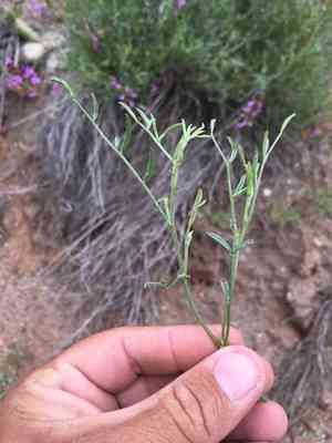 Colton's milkvetch(Astragalus coltonii)