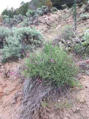 Colton's milkvetch(Astragalus coltonii)