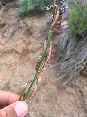 Colton's milkvetch(Astragalus coltonii)