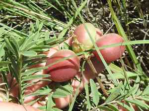 Ground plum(Astragalus crassicarpus)