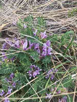 Ground plum(Astragalus crassicarpus)